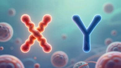 hormones x and y respectively are